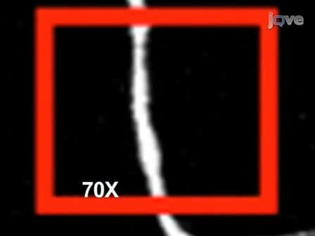 Two-photon axotomy and time-lapse confocal imaging in live zebrafish embryos