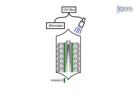 Channelrhodopsin2 Mediated Stimulation of Synaptic Potentials at Drosophila Neuromuscular Junctions