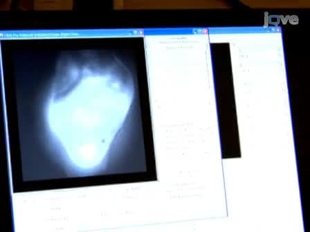 Optical Mapping of Langendorff-perfused Rat Hearts