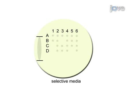 Dissection of Saccharomyces Cerevisiae Asci