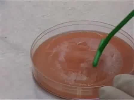 Gibberella zeae Ascospore Production and Collection for Microarray Experiments.
