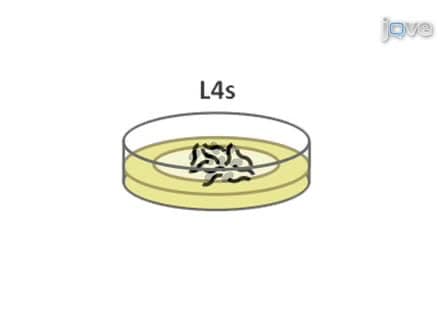 Measuring Caenorhabditis elegans Life Span on Solid Media