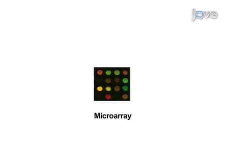 Vaccinia Virus Infection & Temporal Analysis of Virus Gene Expression: Part 3