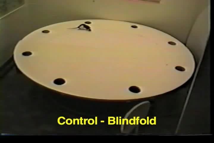 A Video Demonstration of Preserved Piloting by Scent Tracking but Impaired Dead Reckoning After Fimbria-Fornix Lesions in the Rat