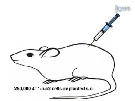 In vivo Bioluminescent Imaging of Mammary Tumors Using IVIS Spectrum