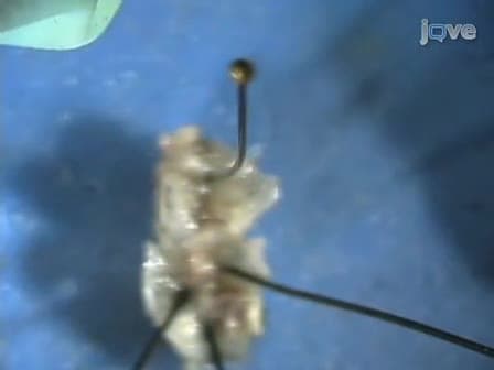Gross and Fine Dissection of Inner Ear Sensory Epithelia in Adult Zebrafish (<em>Danio rerio</em>)