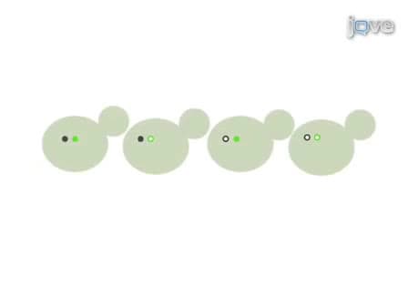 A high-throughput method to globally study the organelle morphology in S. cerevisiae