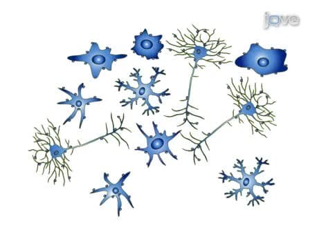 Generation of Single-Cell Suspensions from Mouse Neural Tissue