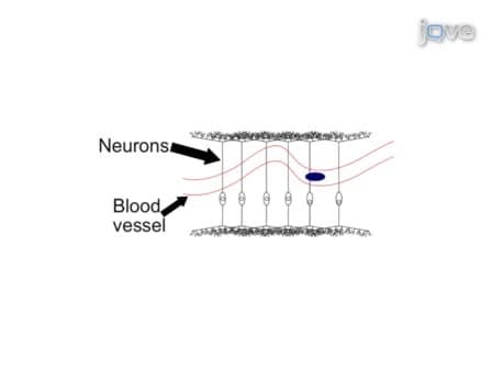 Exploring Cognitive Functions in Babies, Children & Adults with Near Infrared Spectroscopy