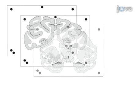 Batch Immunostaining for Large-Scale Protein Detection in the Whole Monkey Brain