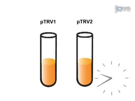 Virus-induced Gene Silencing (VIGS) in <em>Nicotiana benthamiana</em> and Tomato