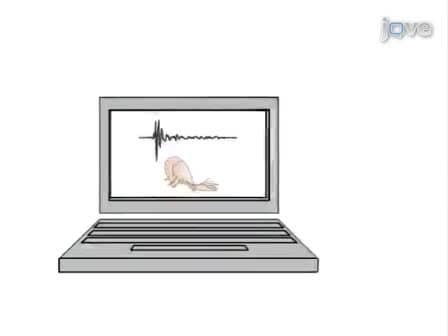 Recordings of Neural Circuit Activation in Freely Behaving Animals