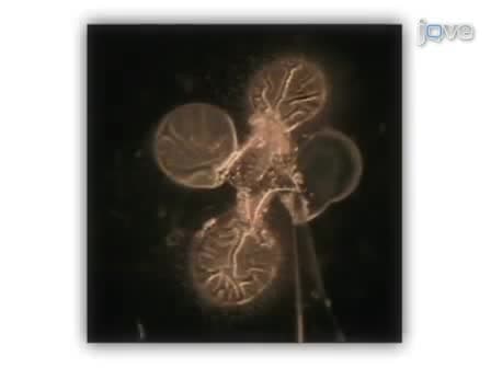Harvesting and Preparing Drosophila Embryos for Electrophysiological Recording and Other Procedures