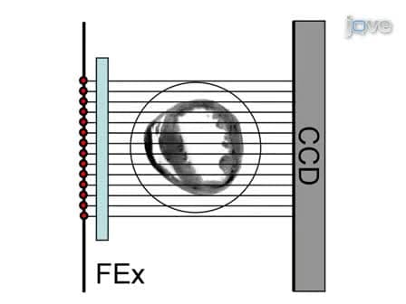 Born Normalization for Fluorescence Optical Projection Tomography for Whole Heart Imaging