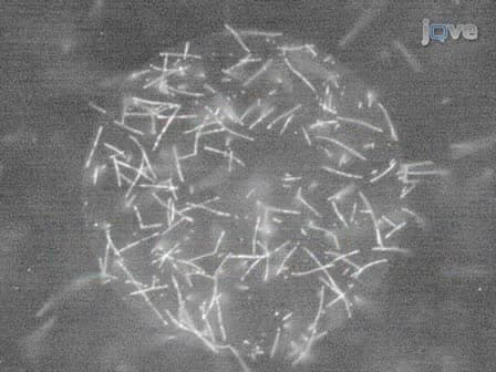 Antifouling Self-assembled Monolayers on Microelectrodes for Patterning Biomolecules