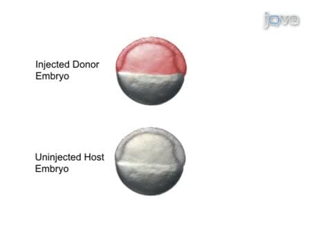 Tissue Targeted Embryonic Chimeras: Zebrafish Gastrula Cell Transplantation
