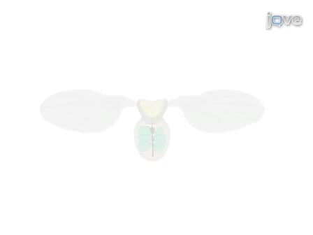 Visualizing the Beating Heart in Drosophila