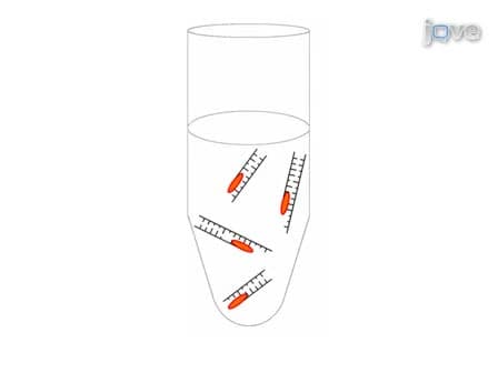 RNA Isolation from Embryonic Zebrafish and cDNA Synthesis for Gene Expression Analysis