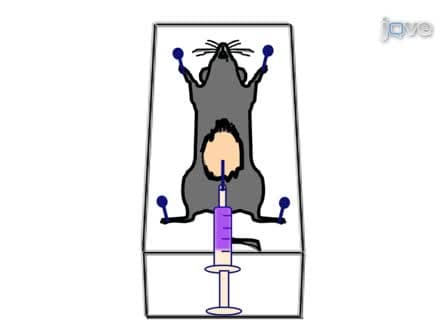 Isolation of Mouse Peritoneal Cavity Cells