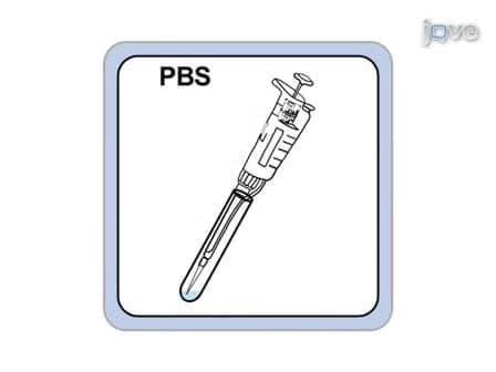 Lentivirus Production