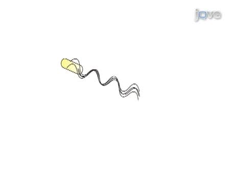 Visualizing Single Molecular Complexes <em>In Vivo</em> Using Advanced Fluorescence Microscopy