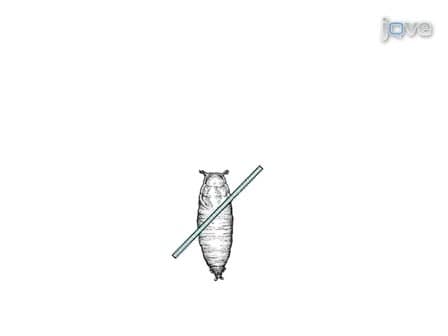 Mesoscopic Fluorescence Tomography for In-vivo Imaging of Developing Drosophila