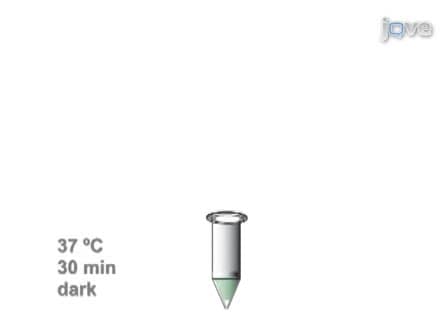 Use of the Protease Fluorescent Detection Kit to Determine Protease Activity