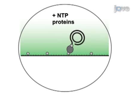Visualizing Single-molecule DNA Replication with Fluorescence Microscopy