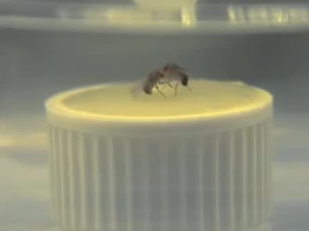 Studying Aggression in Drosophila fruit flies