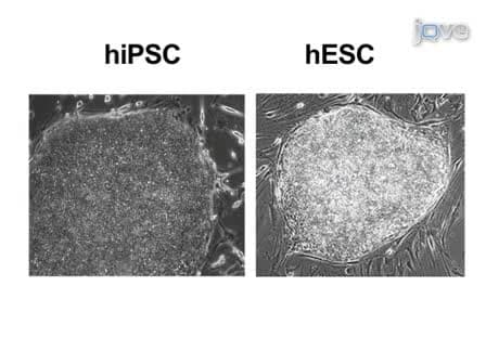 Generation of Induced Pluripotent Stem Cells by Reprogramming Human Fibroblasts with the Stemgent Human TF Lentivirus Set