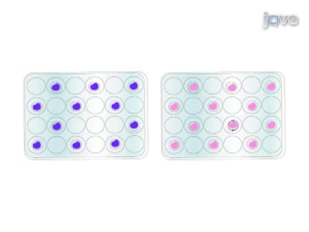 A Technique to Simultaneously Visualize Virus-Specific CD8+ T Cells and Virus-Infected Cells <em>In situ</em>