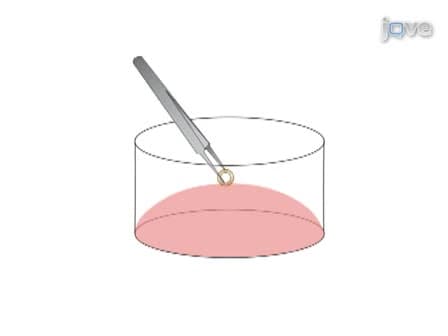 Aortic Ring Assay