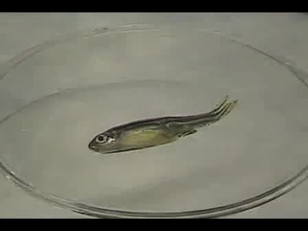 Transplantation of Whole Kidney Marrow in Adult Zebrafish