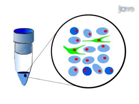 Isolation and Purification of Drosophila Peripheral Neurons by Magnetic Bead Sorting