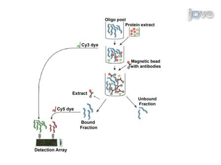 A Rapid High-throughput Method for Mapping Ribonucleoproteins (RNPs) on Human pre-mRNA