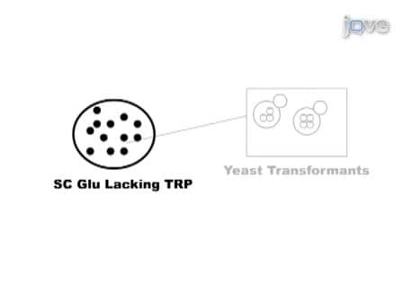 Genetic Studies of Human DNA Repair Proteins Using Yeast as a Model System