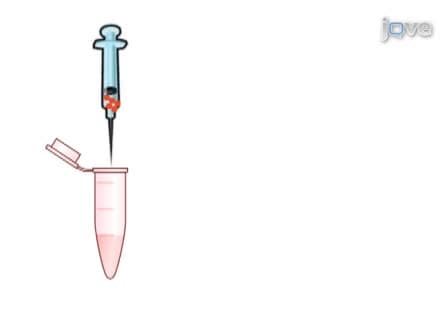 Retro-orbital Injection in Adult Zebrafish