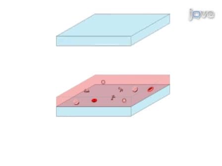 Lensless On-chip Imaging of Cells Provides a New Tool for High-throughput Cell-Biology and Medical Diagnostics