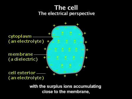 Measuring the Induced Membrane Voltage with Di-8-ANEPPS