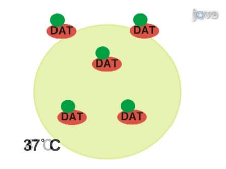 Measuring Plasma Membrane Protein Endocytic Rates by Reversible Biotinylation
