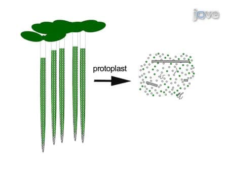Fluorescence Activated Cell Sorting of Plant Protoplasts