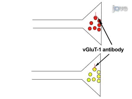 Presynaptically Silent Synapses Studied with Light Microscopy