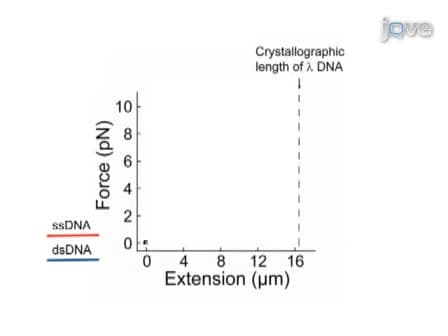 Direct Observation of Enzymes Replicating DNA Using a Single-molecule DNA Stretching Assay