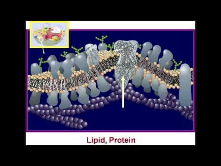 Crystallizing Membrane Proteins for Structure Determination using Lipidic Mesophases