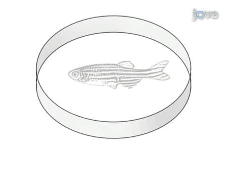 Dissection of Organs from the Adult Zebrafish