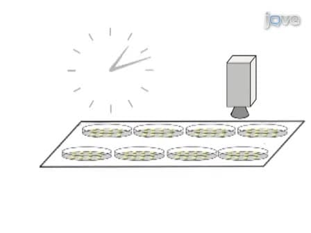 Robotics and Dynamic Image Analysis for Studies of Gene Expression in Plant Tissues