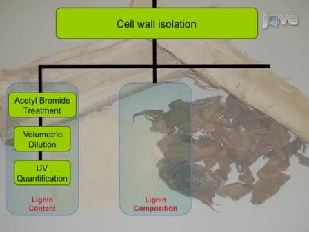 Comprehensive Compositional Analysis of Plant Cell Walls (Lignocellulosic biomass) Part I: Lignin