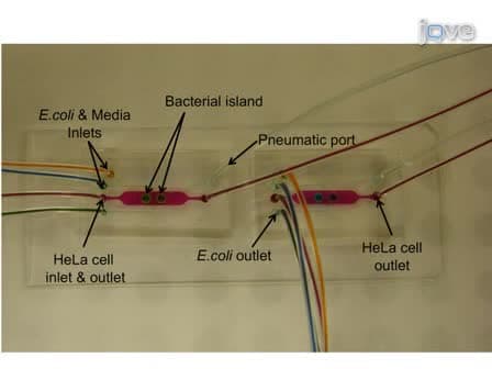 Microfluidic Co-culture of Epithelial Cells and Bacteria for Investigating Soluble Signal-mediated Interactions