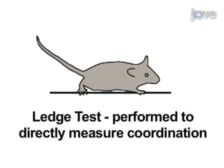 A Simple Composite Phenotype Scoring System for Evaluating Mouse Models of Cerebellar Ataxia