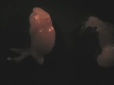 Harvesting Sperm and Artificial Insemination of Mice
